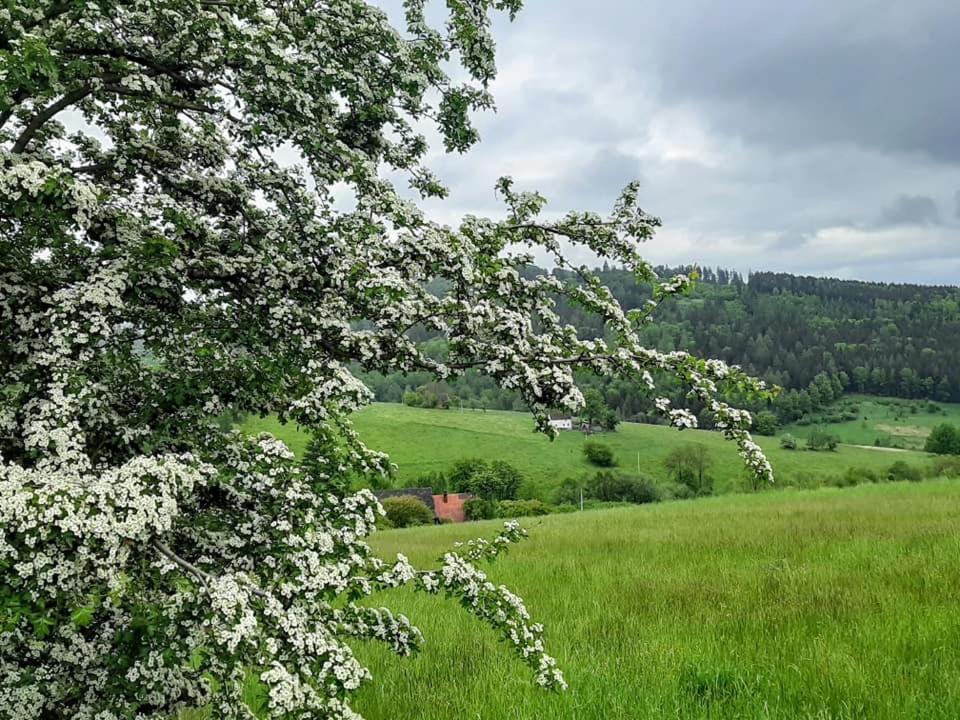 Zielona Roza Villa Wambierzyce Eksteriør bilde
